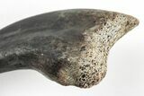 Rare, Fossil Raptor (Anzu) Hand Claw - Montana #206958-2
